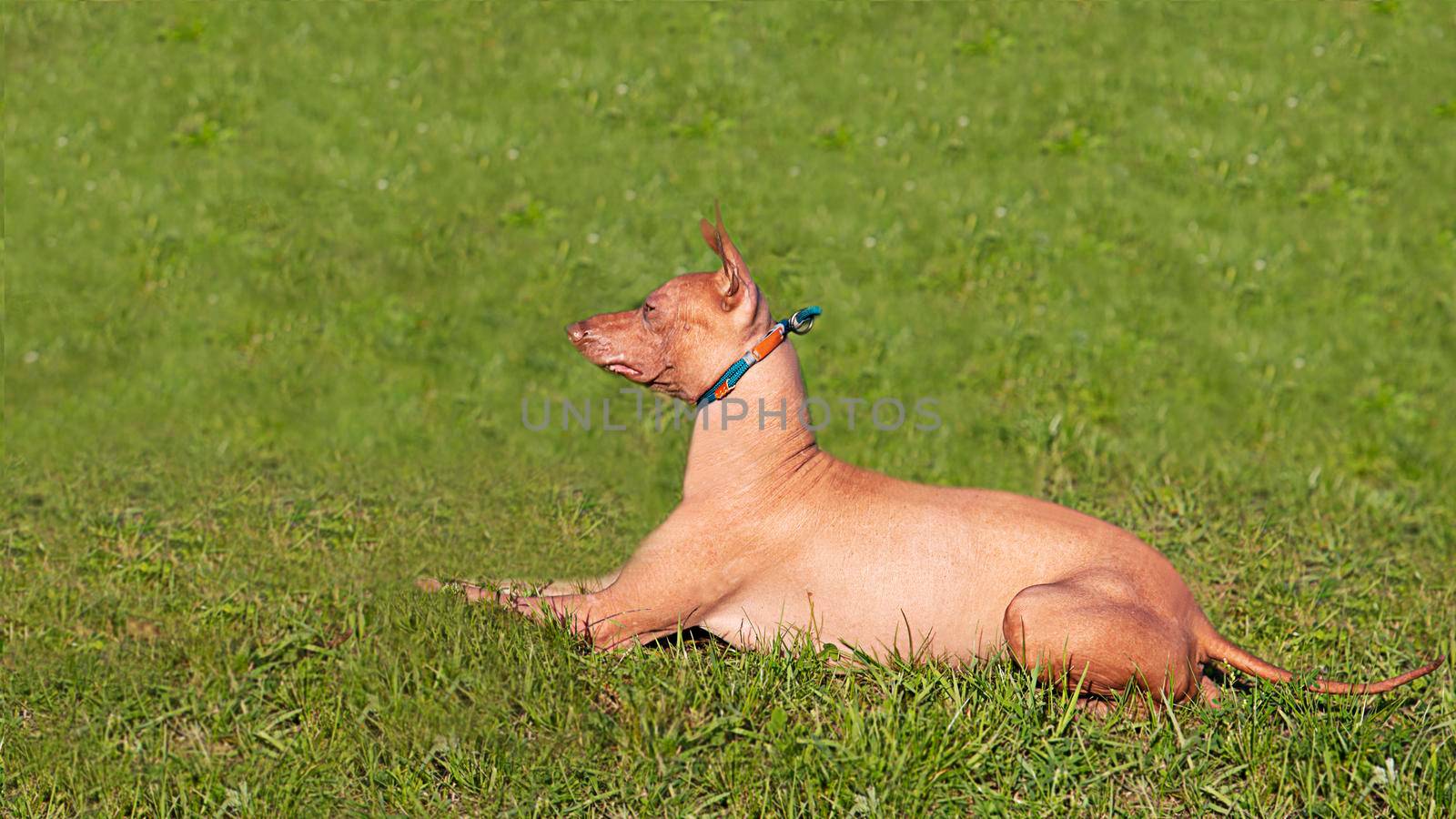 Xoloitzcuintli dog lies sideways on the green grass. A pet in nature. The dog looks away. An animal on a green lawn. Spring, summer time. Mexican naked.