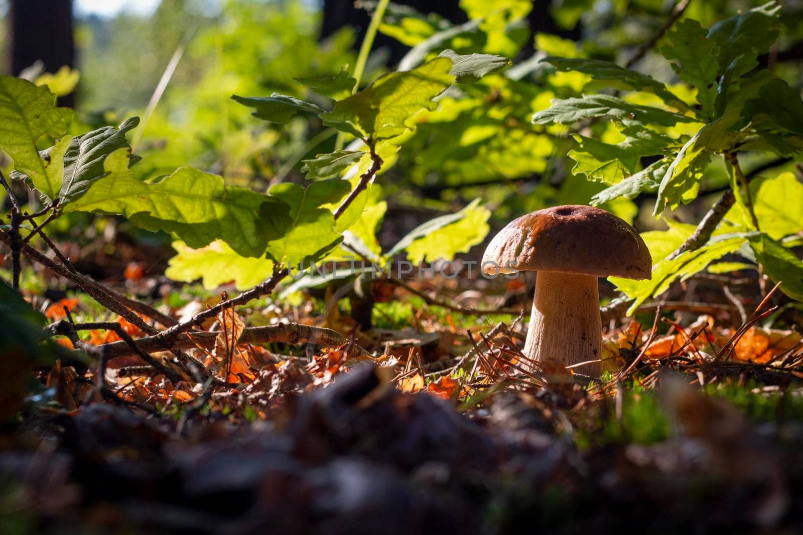 Season porcini mushroom grow in oak wood. Autumn season pick up mushrooms. Healthy vegetarian food growing in nature. Forest organic plants