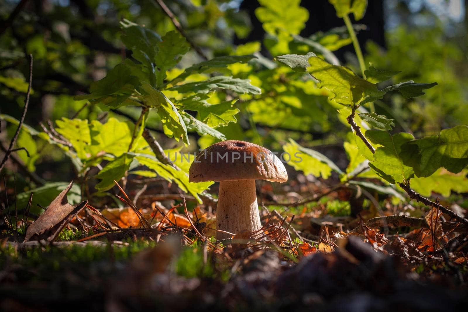Season porcini mushroom grow in oak forest. Autumn season pick up mushrooms. Healthy vegetarian food growing in wood. Natural organic plants