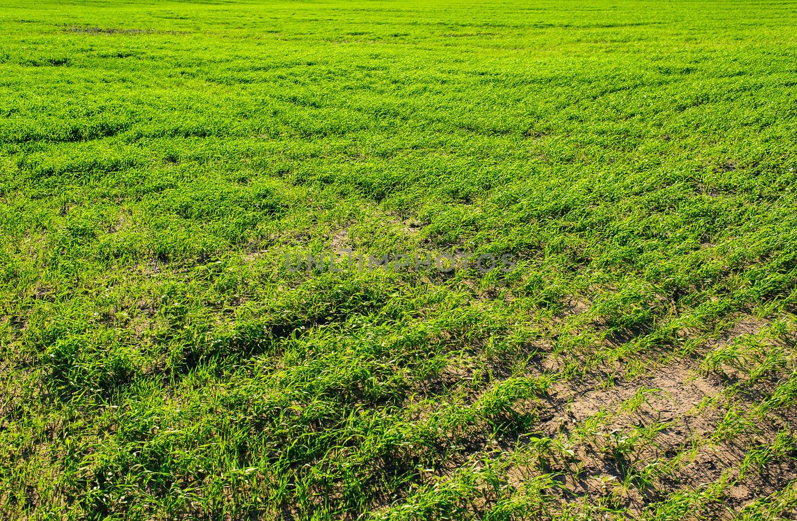 Ukrainian Green Field of wheat, blue sky and sun, white clouds. wonderland. The unripe green wheat field under summer sunset sky with clouds. The unripe green wheat field under summer sunset sky with clouds. by Andrii_Ko