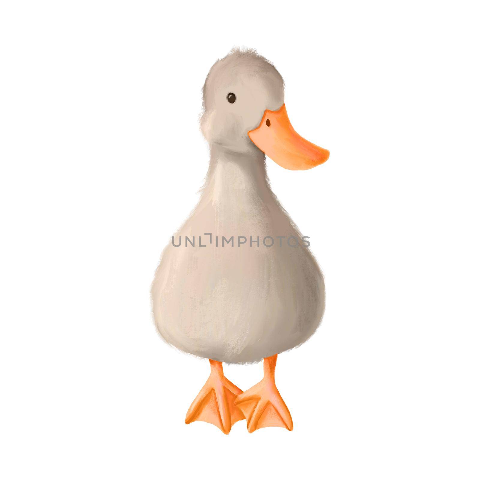 Cute cartoon duck standing. Hand drawn illustration isolated on white background. Farm animal
