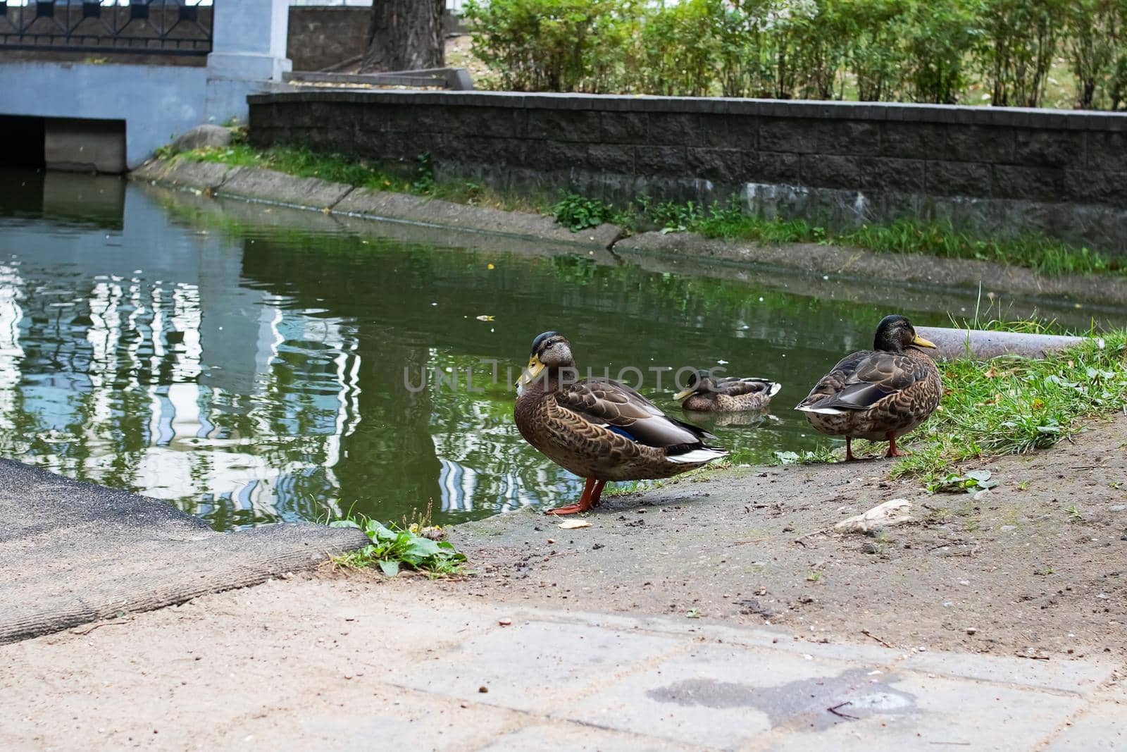 Duck on shore of reservoir in summer by Vera1703