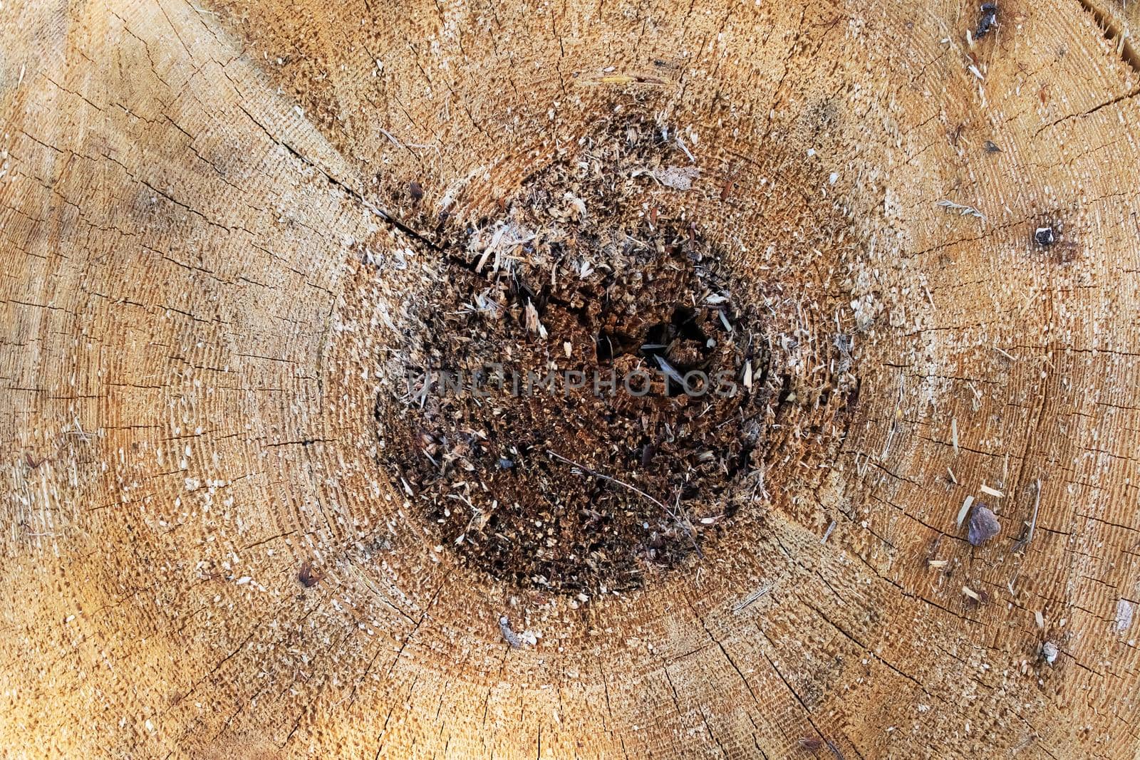 Log in section close up, wood old rings