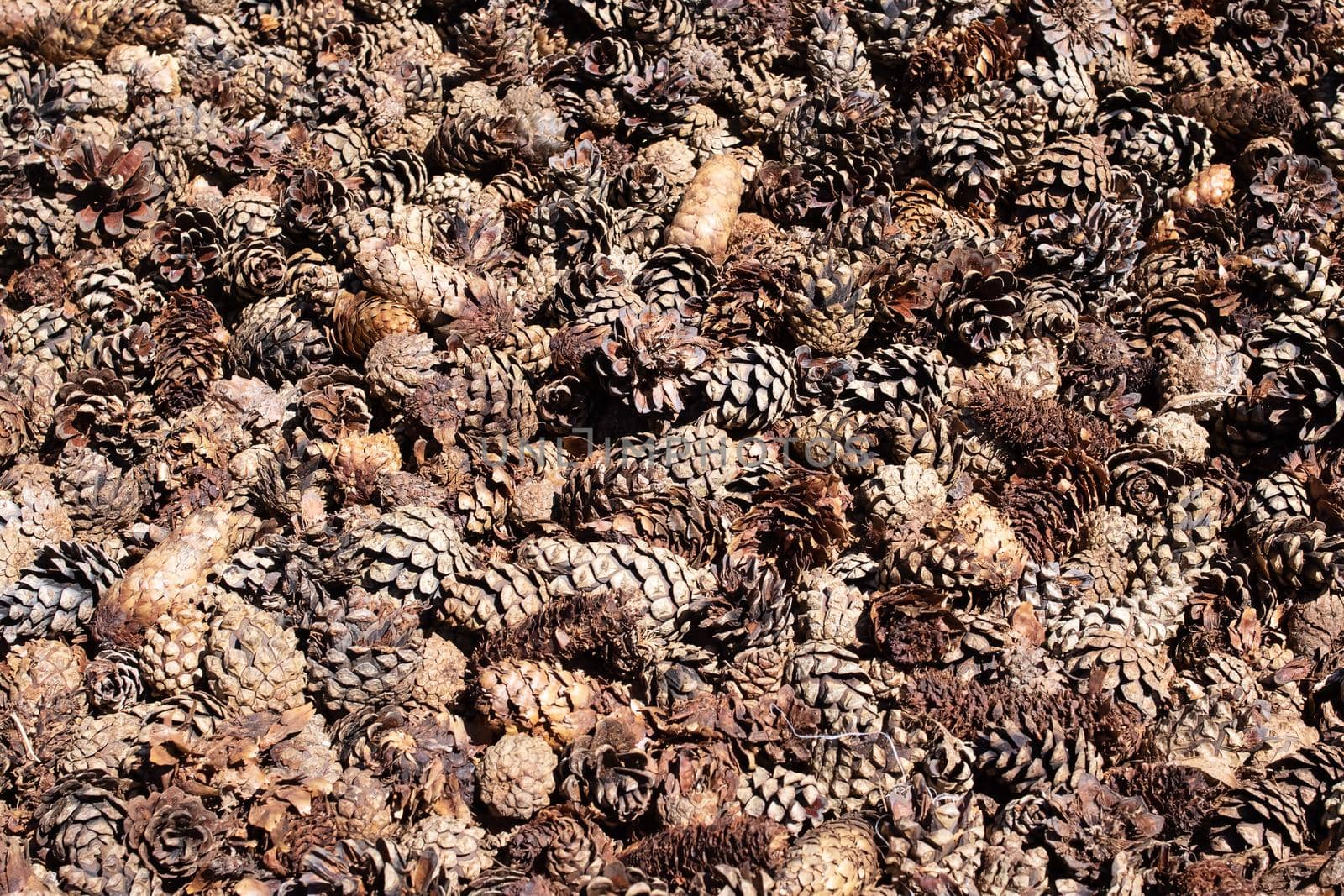 Brown spruce cones close up background or texture