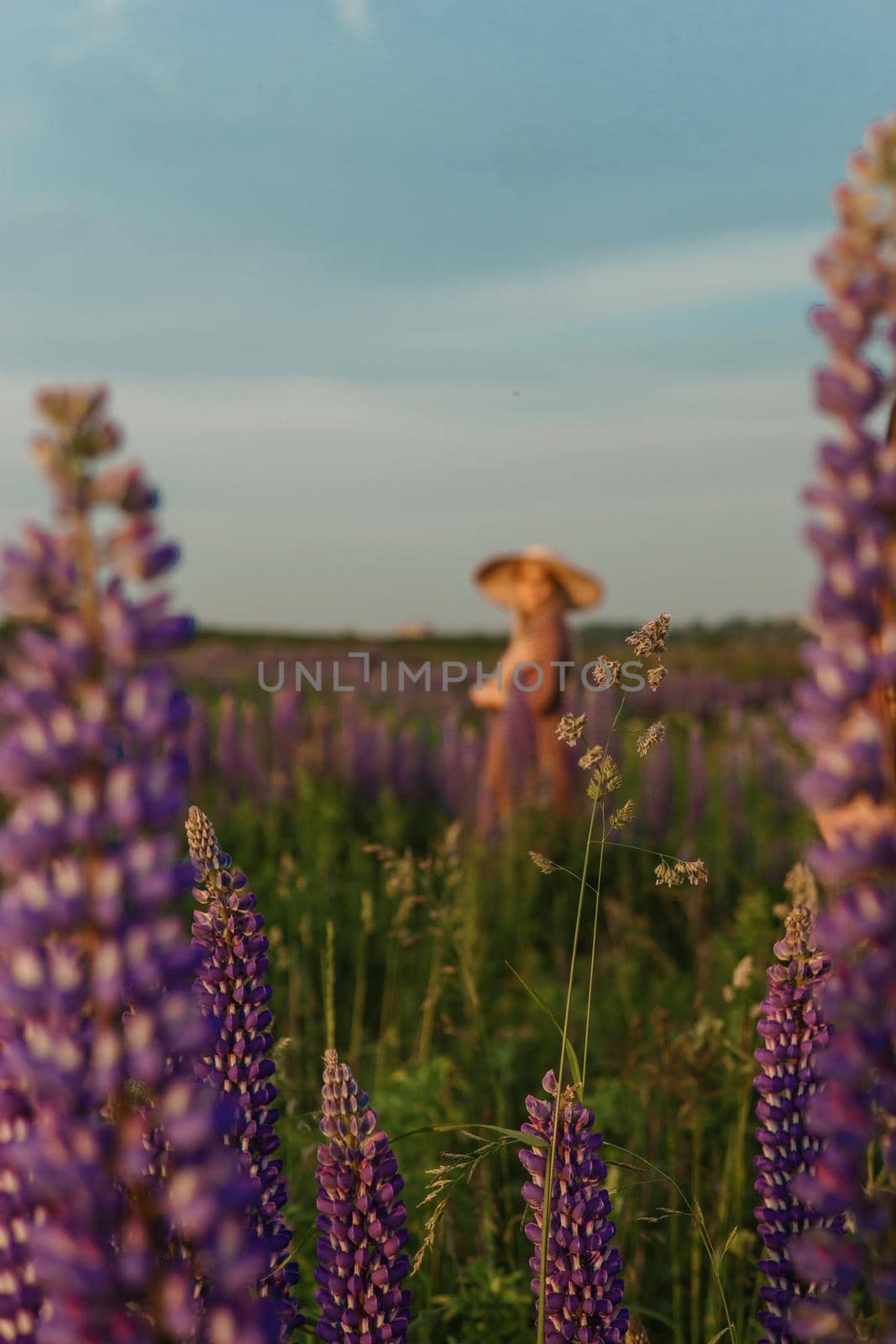 A beautiful woman in a straw hat walks in a field with purple flowers. A walk in nature in the lupin field.