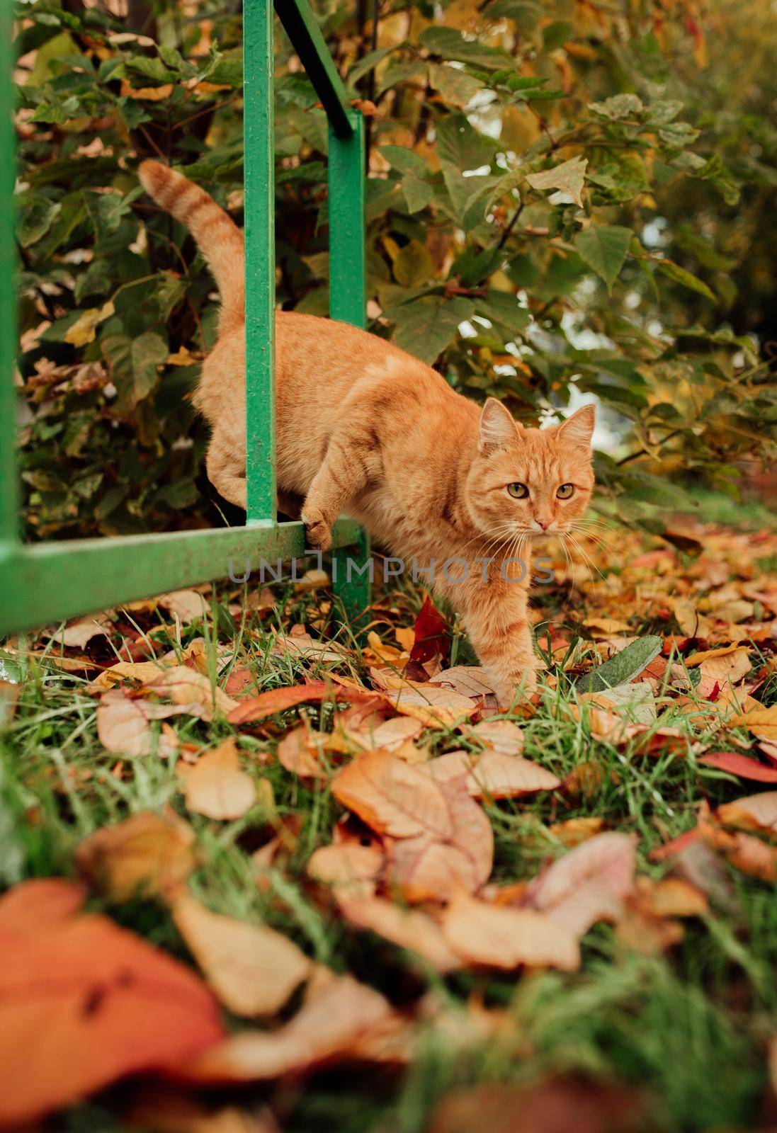 Red cat on a background of an autumn landscape by Hitachin