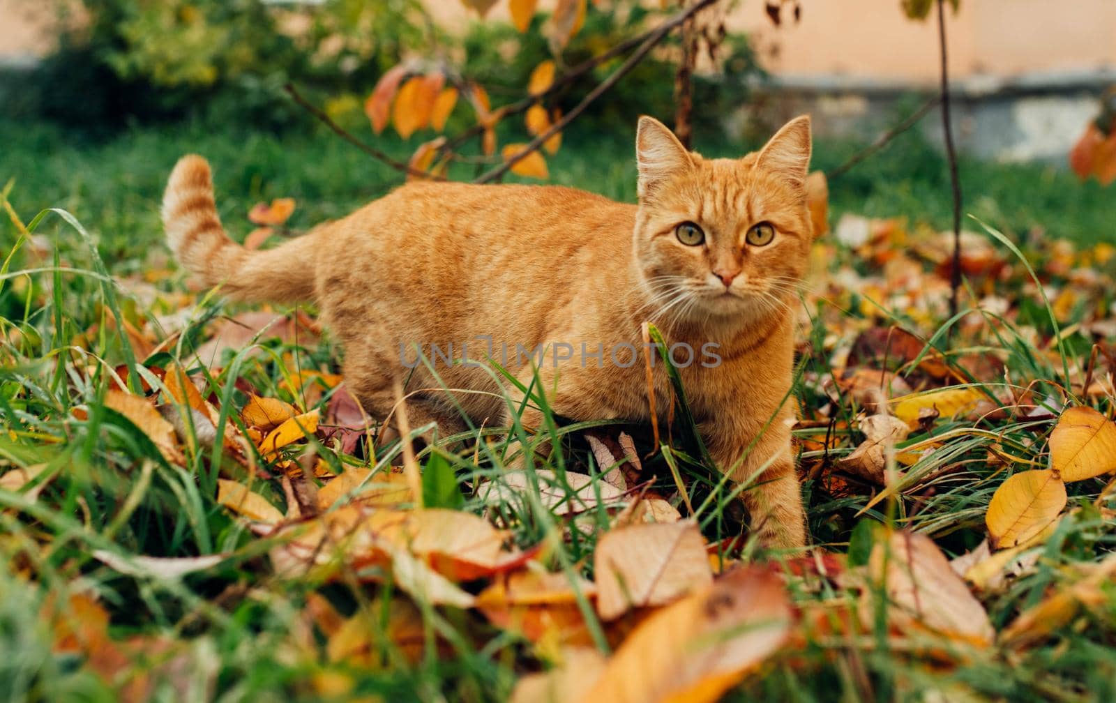 Red cat on a background of an autumn landscape by Hitachin