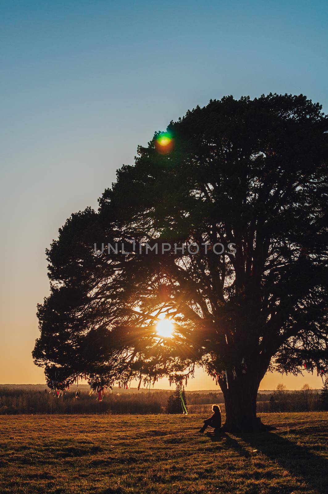 woman sitting under a lonely tree at sunset.