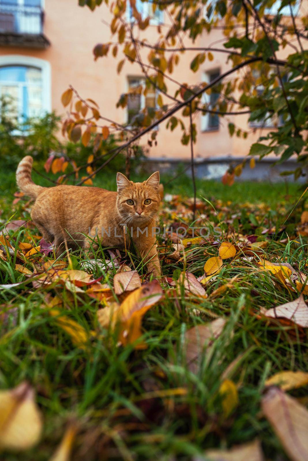 Red cat on a background of an autumn landscape by Hitachin