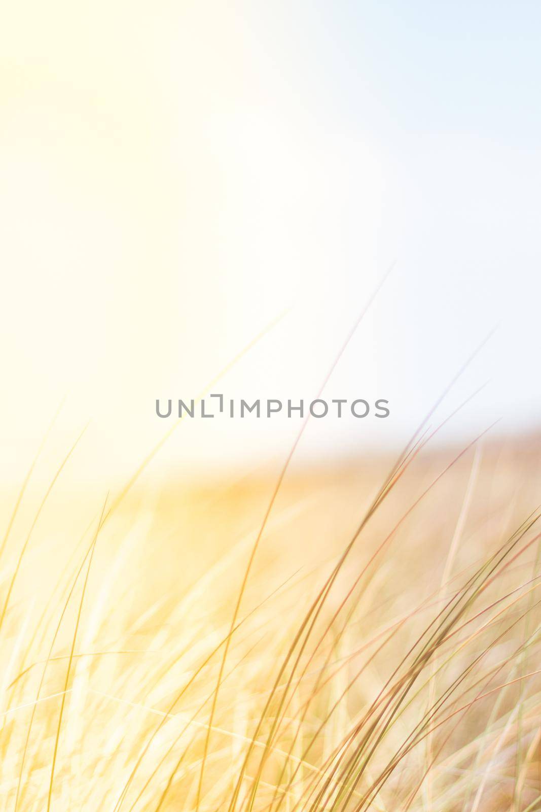 Sunshine over the summer field - beauty in nature, balanced lifestyle, environmental concept. Enjoying the sense of freedom