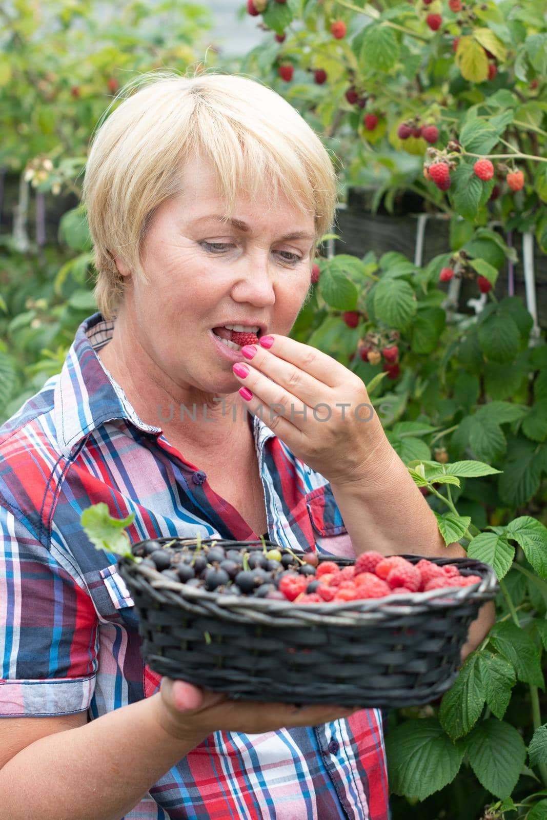 middle-aged blonde woman picks ripe raspberries in a basket, summer harvest of berries and fruits, sweet vitamins all year round. High quality photo