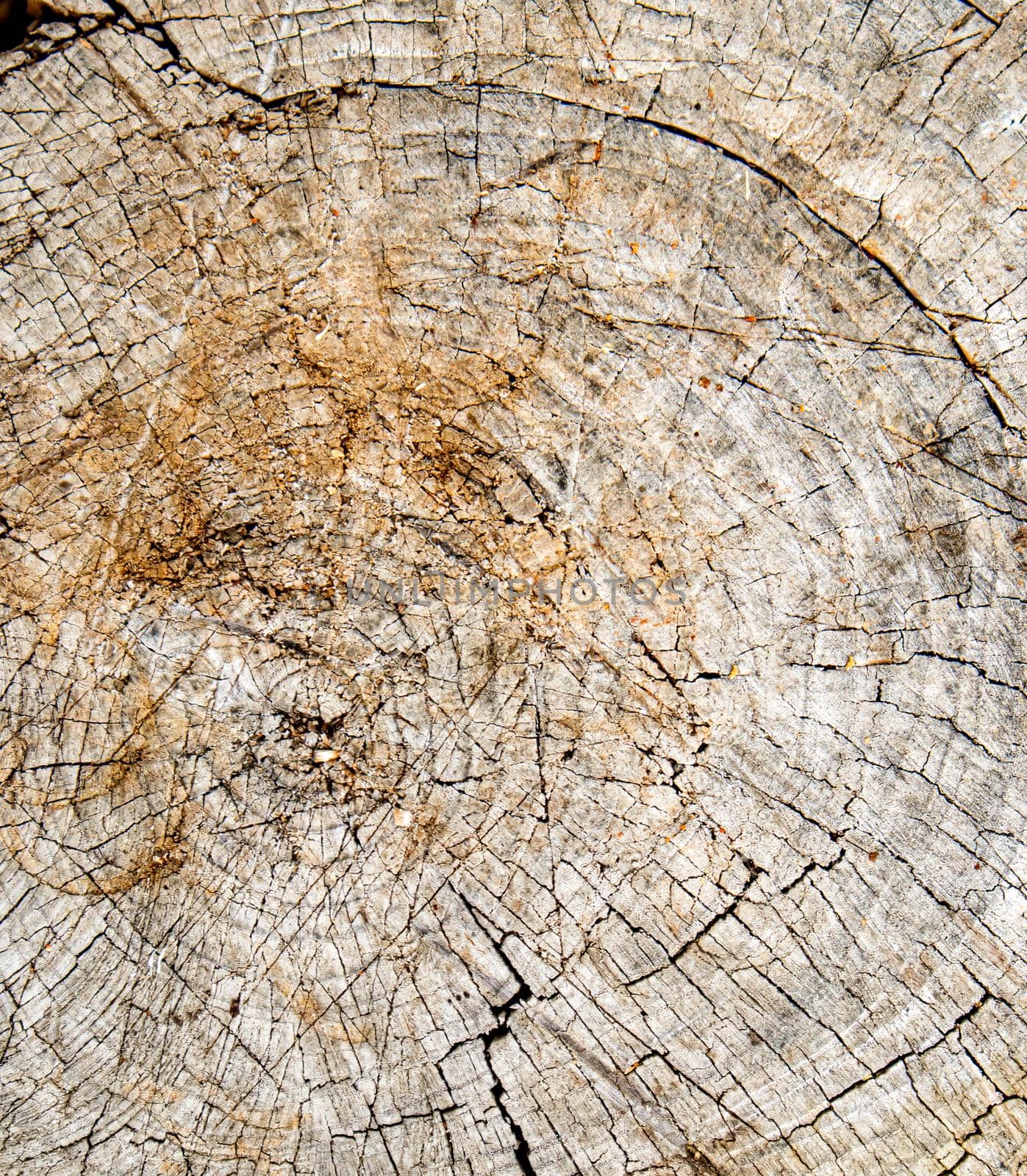 Top view of the texture of an old cracked stump, vintage wooden background, close-up.