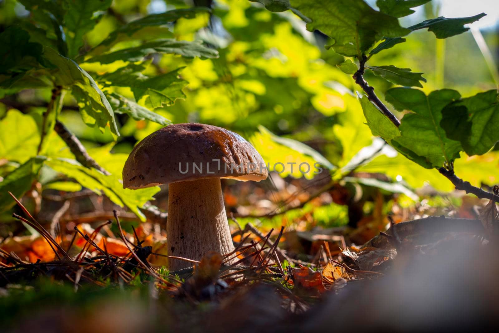 Closeup porcini mushroom in forest. Autumn season pick up mushrooms. Healthy vegetarian food growing in wood. Forest organic plants