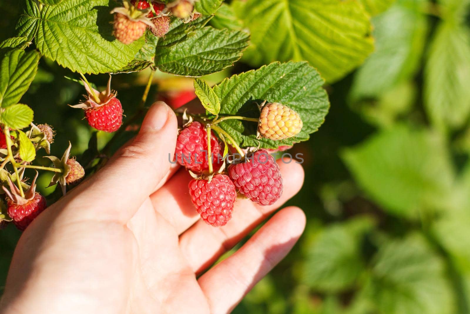 A woman's hand picks ripe raspberries from a bush. Ripe raspberries. Collection of raspberries. Raspberries - collection from the bush. The hand holds a red raspberry.
