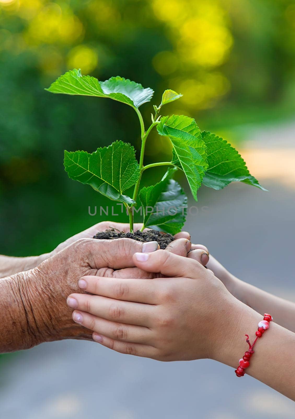 The child and grandmother are planting a tree. Selective focus. by yanadjana