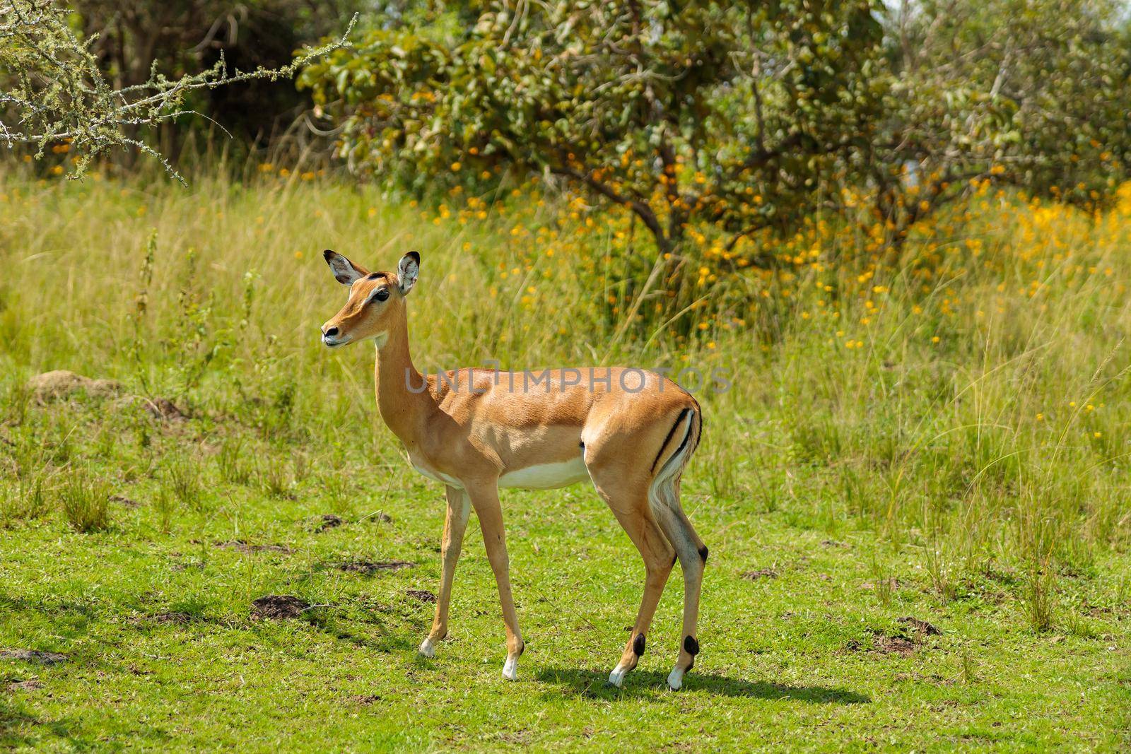 Impala in the nature reserve National Park in South Africa