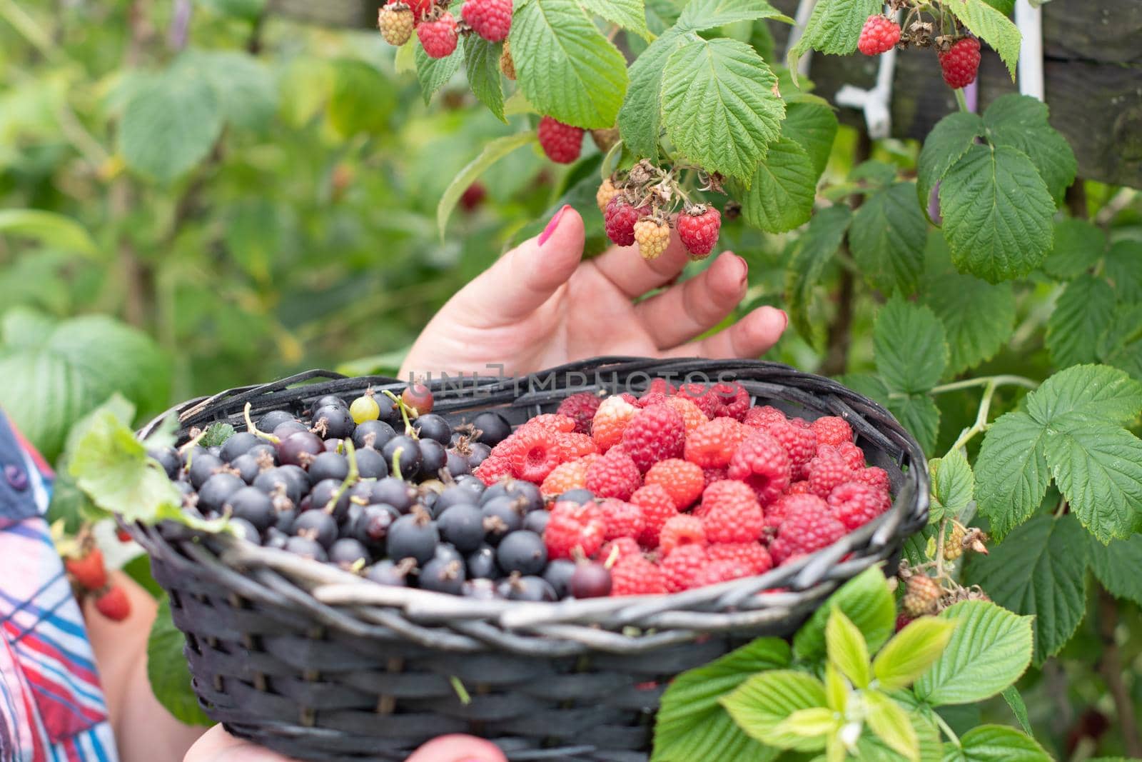 middle-aged blonde woman picks ripe raspberries in a basket, summer harvest of berries and fruits, sweet vitamins all year round. High quality photo