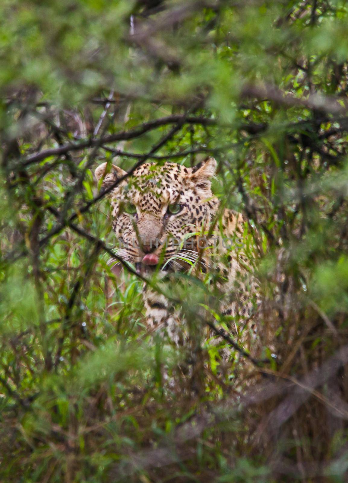 Hiding Leopard (Panthera pardus) 15167 by kobus_peche