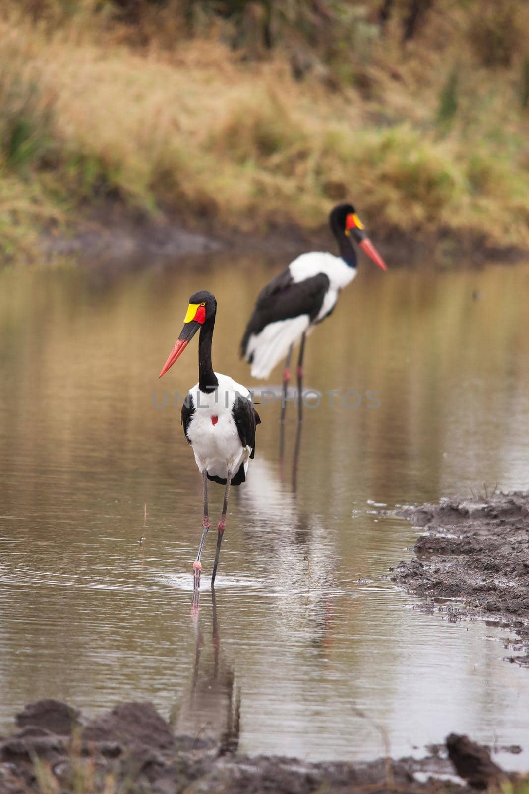 A breeding pair of Saddle-billed Stork (Ephippiorhynchus senegalensis) fishing in a small river in Kruger National Park. South Africa