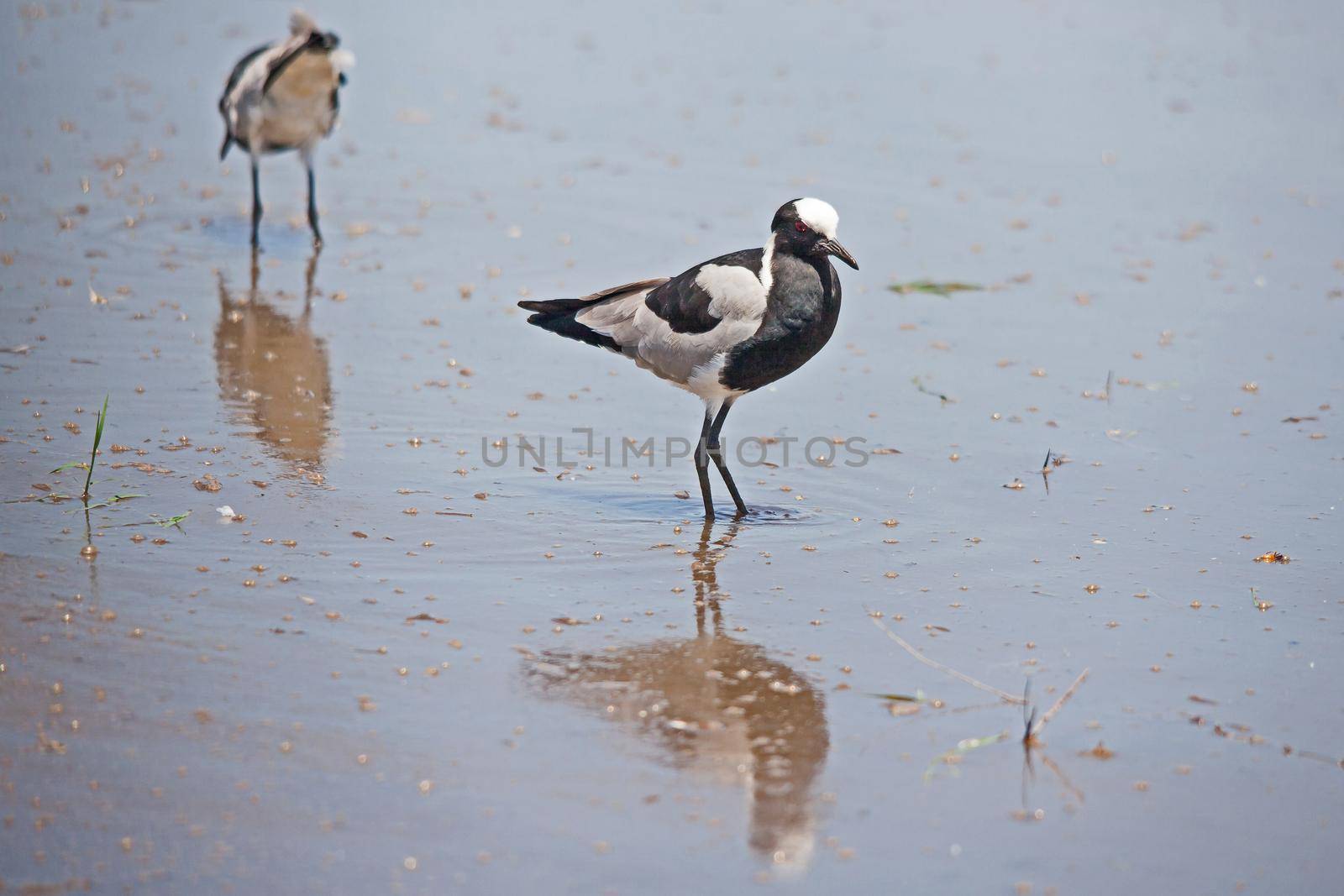 Two Blacksmith Lapwing (Vanellus armatus) foraging at the water's edge in Kruger National Park. South Africa
