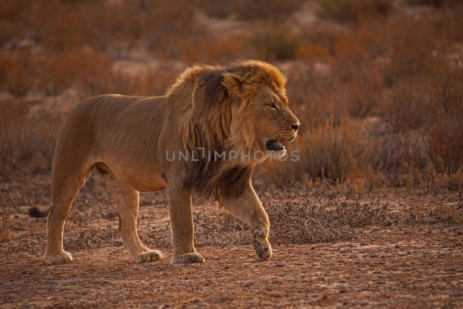 Kalahari Lion (Panthera leo) 5228 by kobus_peche