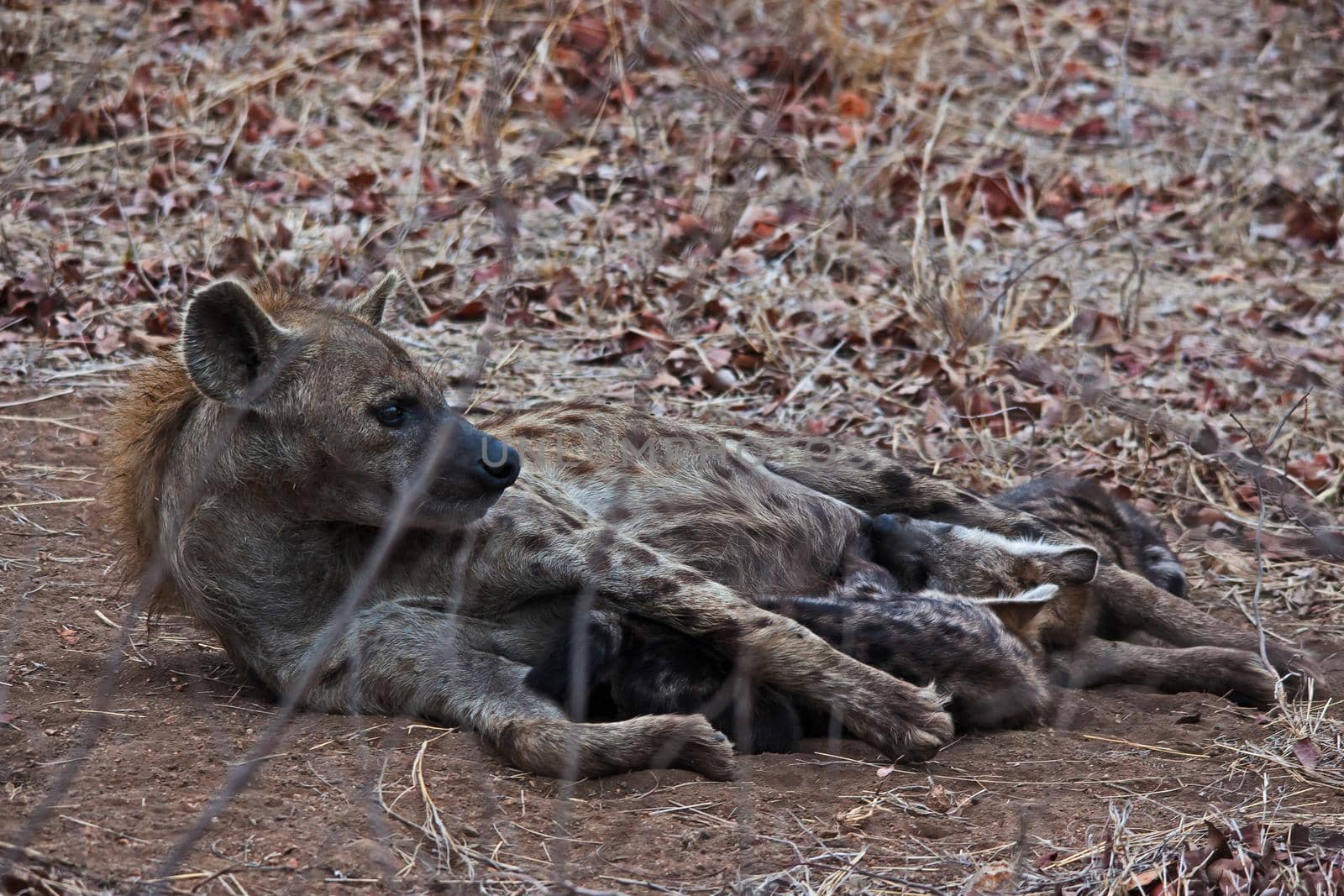 Spotted Hyena (Crocuta crocuta) female nursing her cubs in Kruger National Park. South Africa