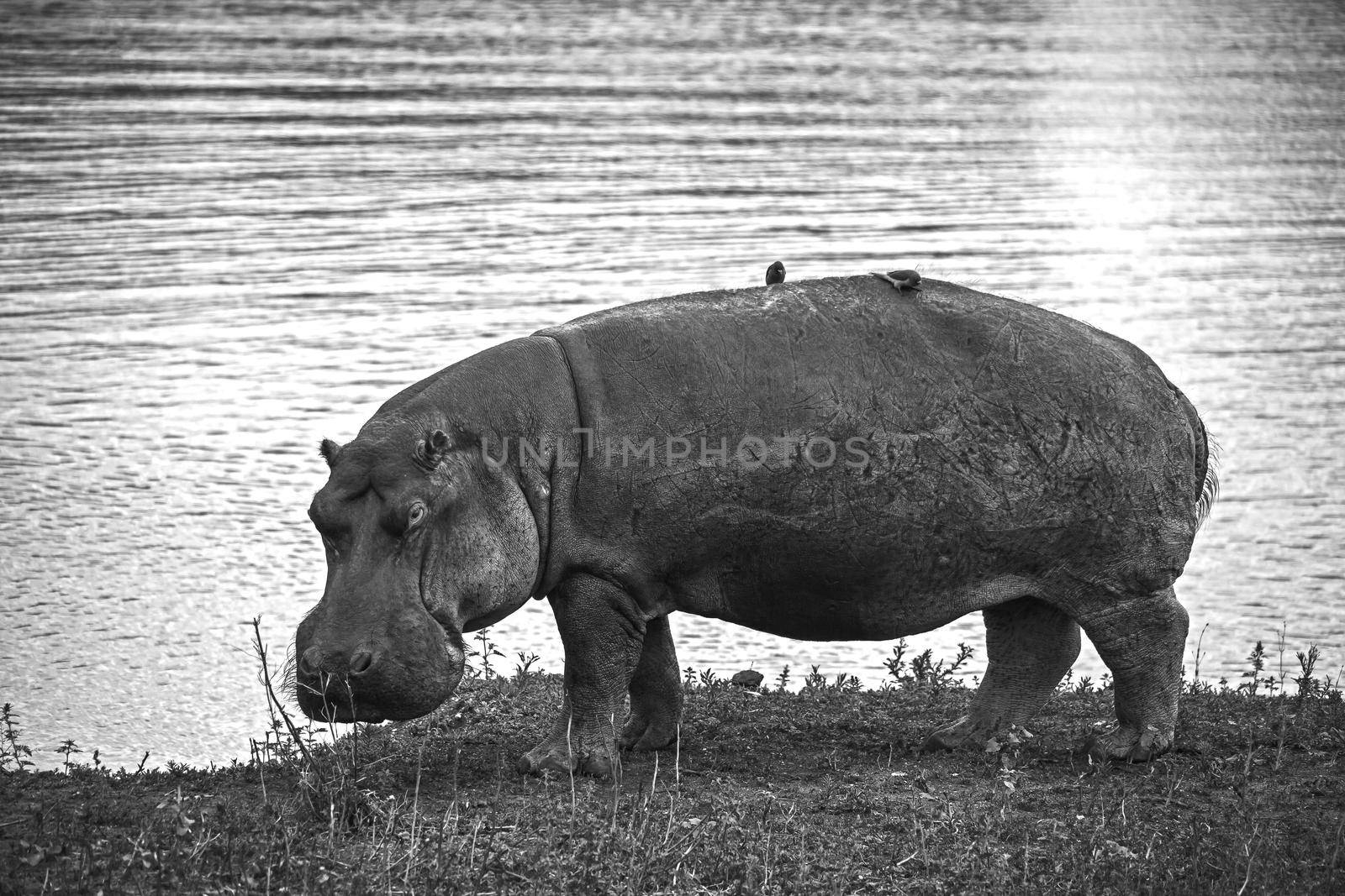 Monochrome image of a Hippopotamus (Hippopotamus amphibius) grazing at the water's edge in Kruger National Park. South Africa