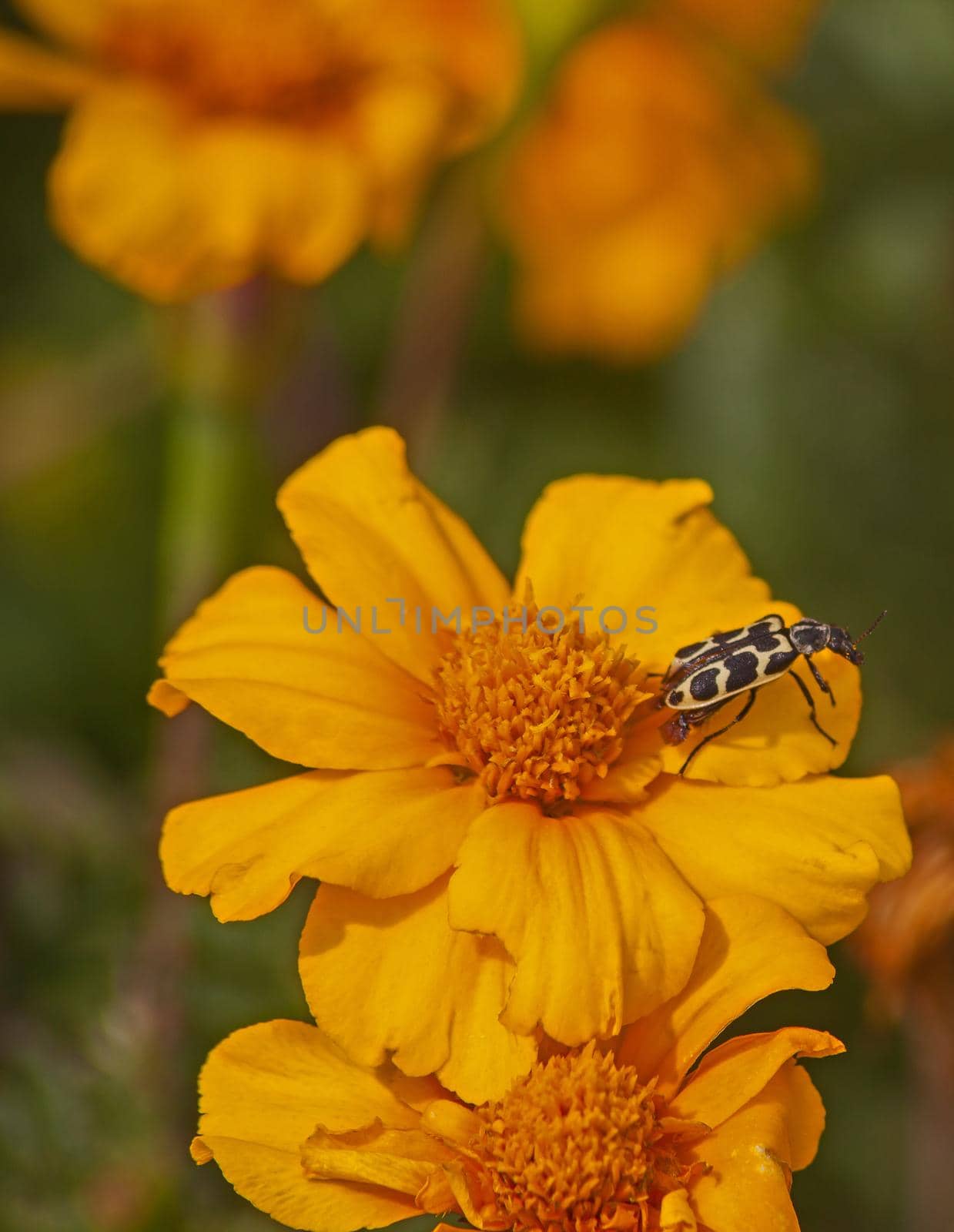 African Marigold with Spotted Maize Beetle 9336 by kobus_peche