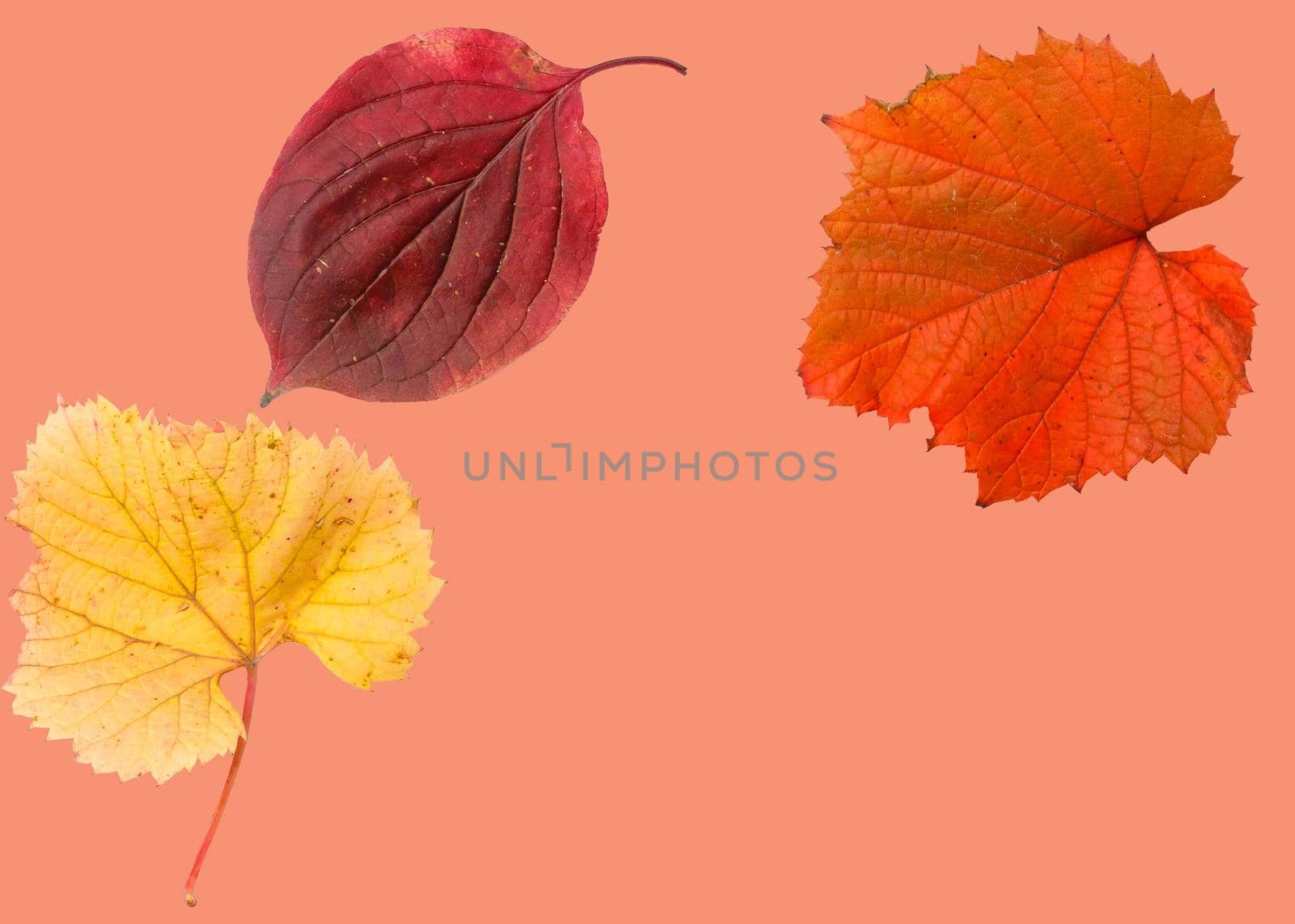 Isolated leaves. Collection of multicolored fallen autumn leaves isolated on white background. High quality photo