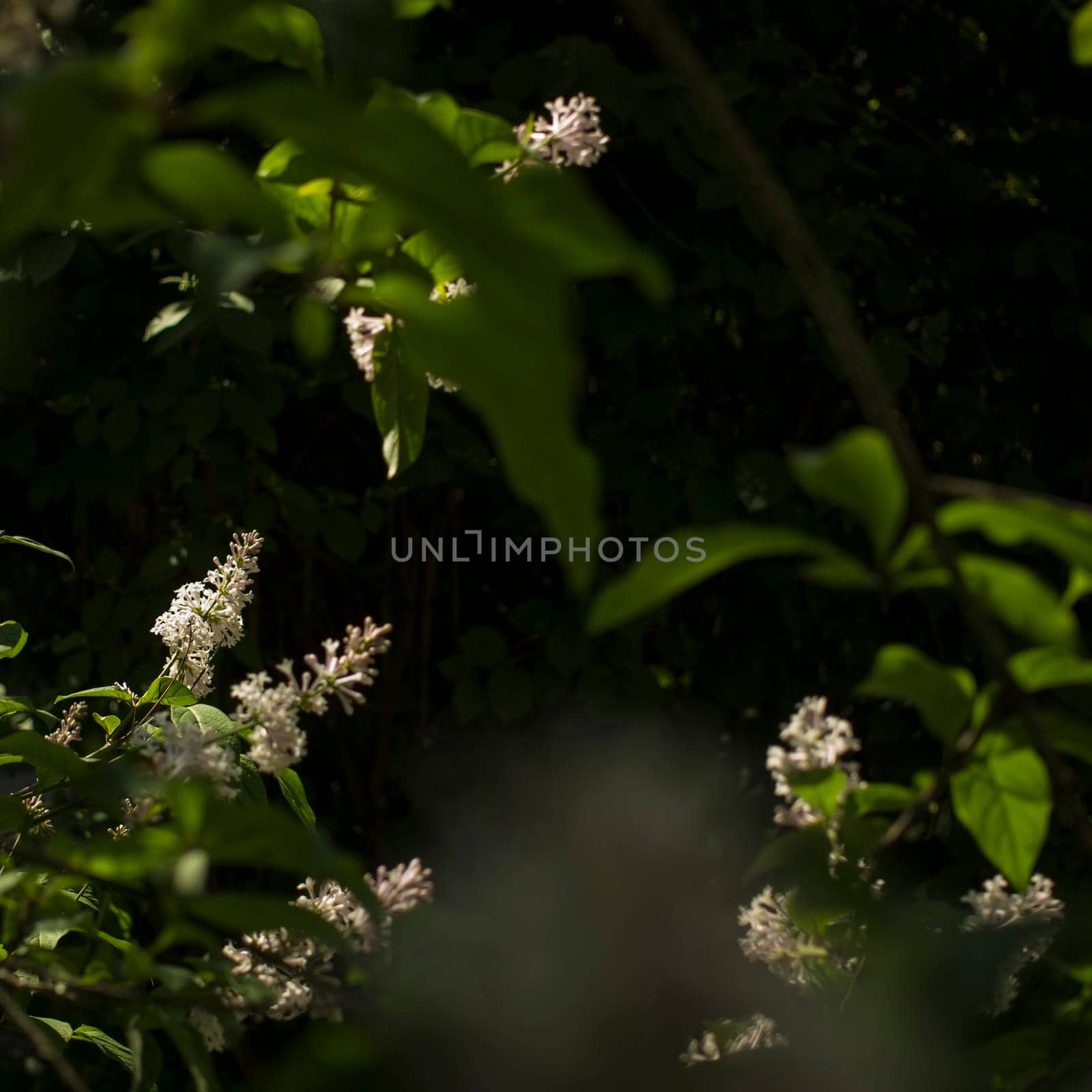 Flower background - lilac flowers in spring garden . High quality photo