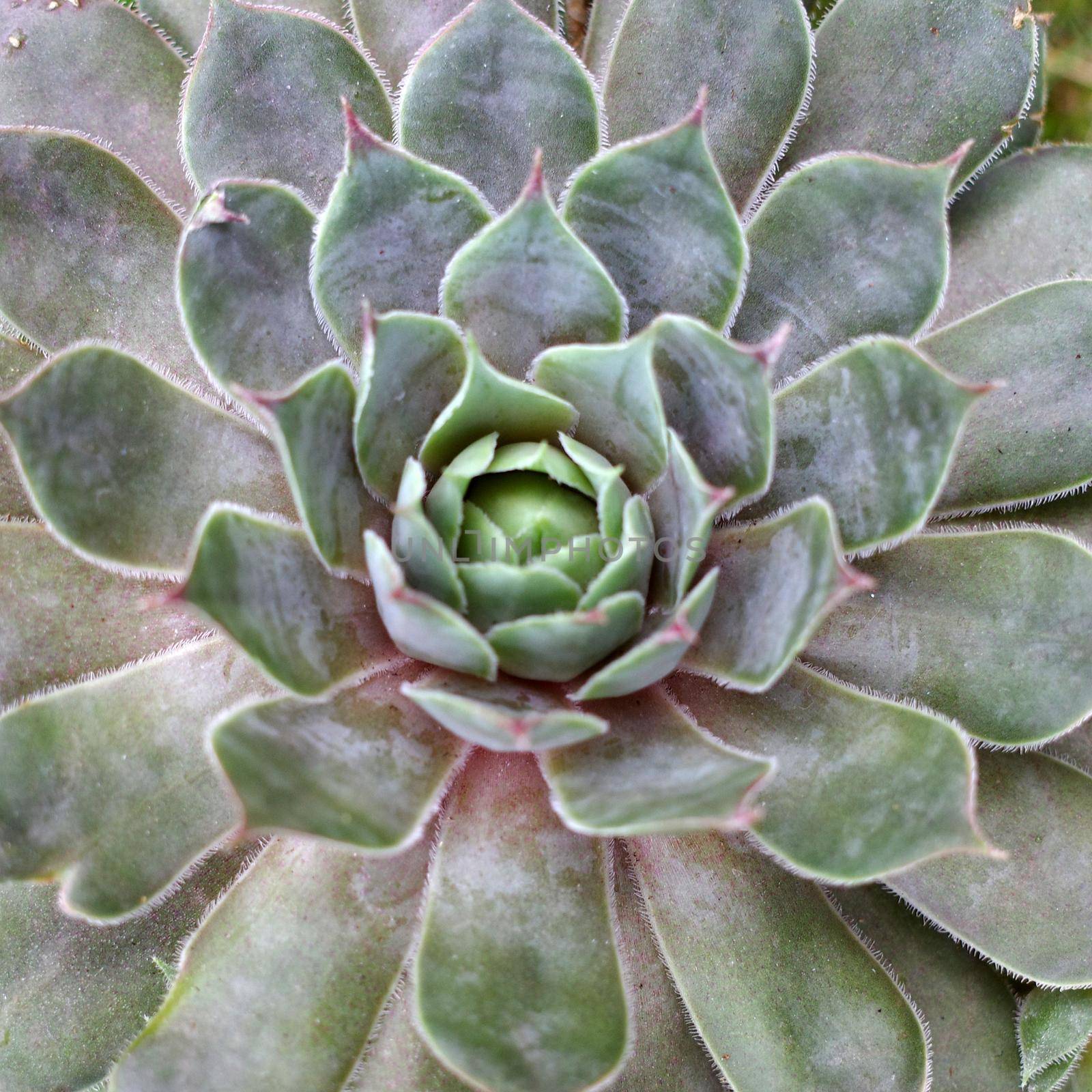 Close up of a houseleek variety. It's a Sempervivum tectorum plant, a succulent