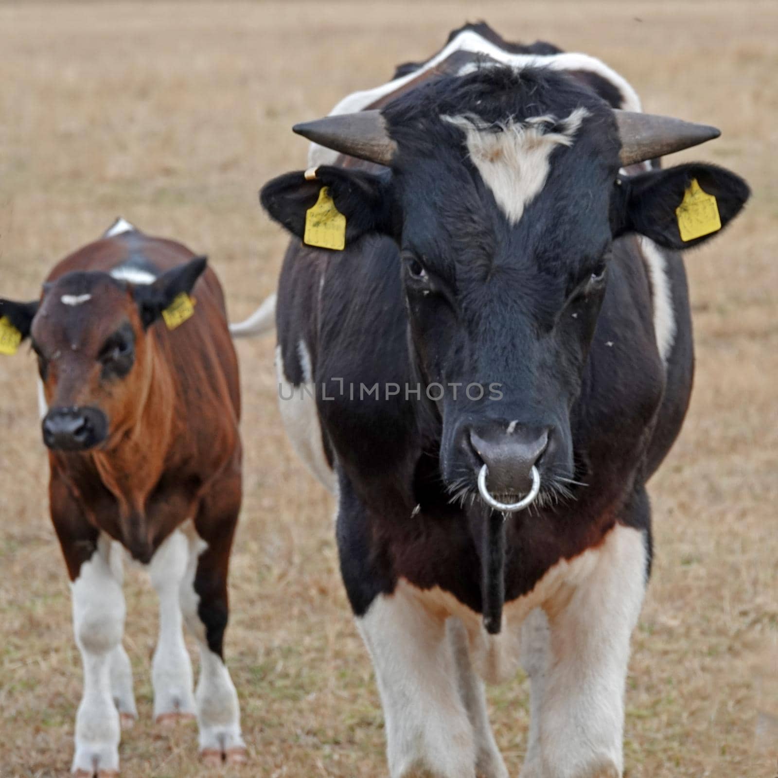 Father and son Holstein-Frisian cattle by WielandTeixeira
