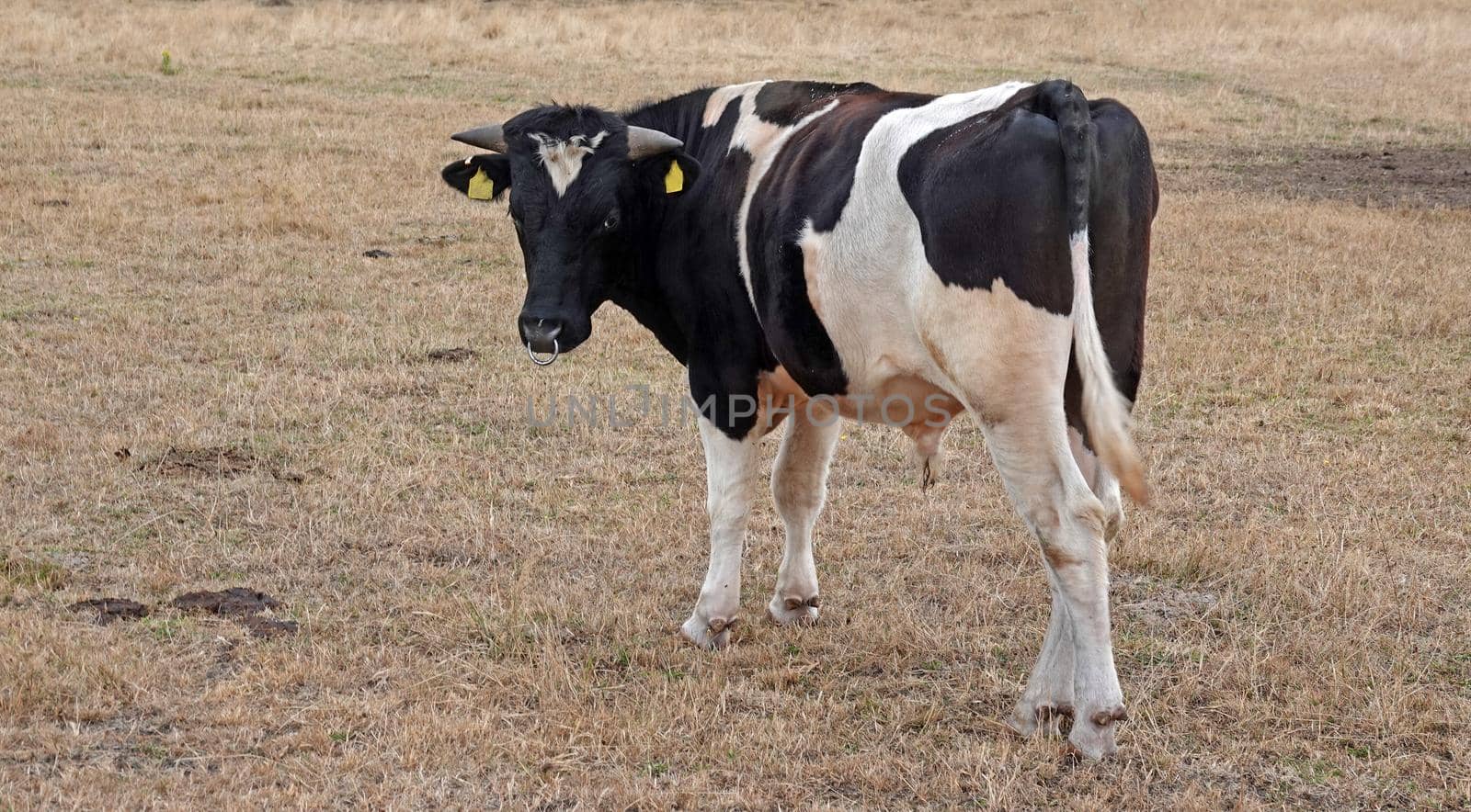 This Frisian bull looked back by WielandTeixeira