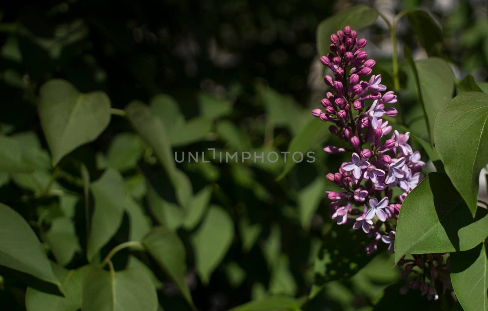 Flower background - lilac flowers in spring garden . High quality photo