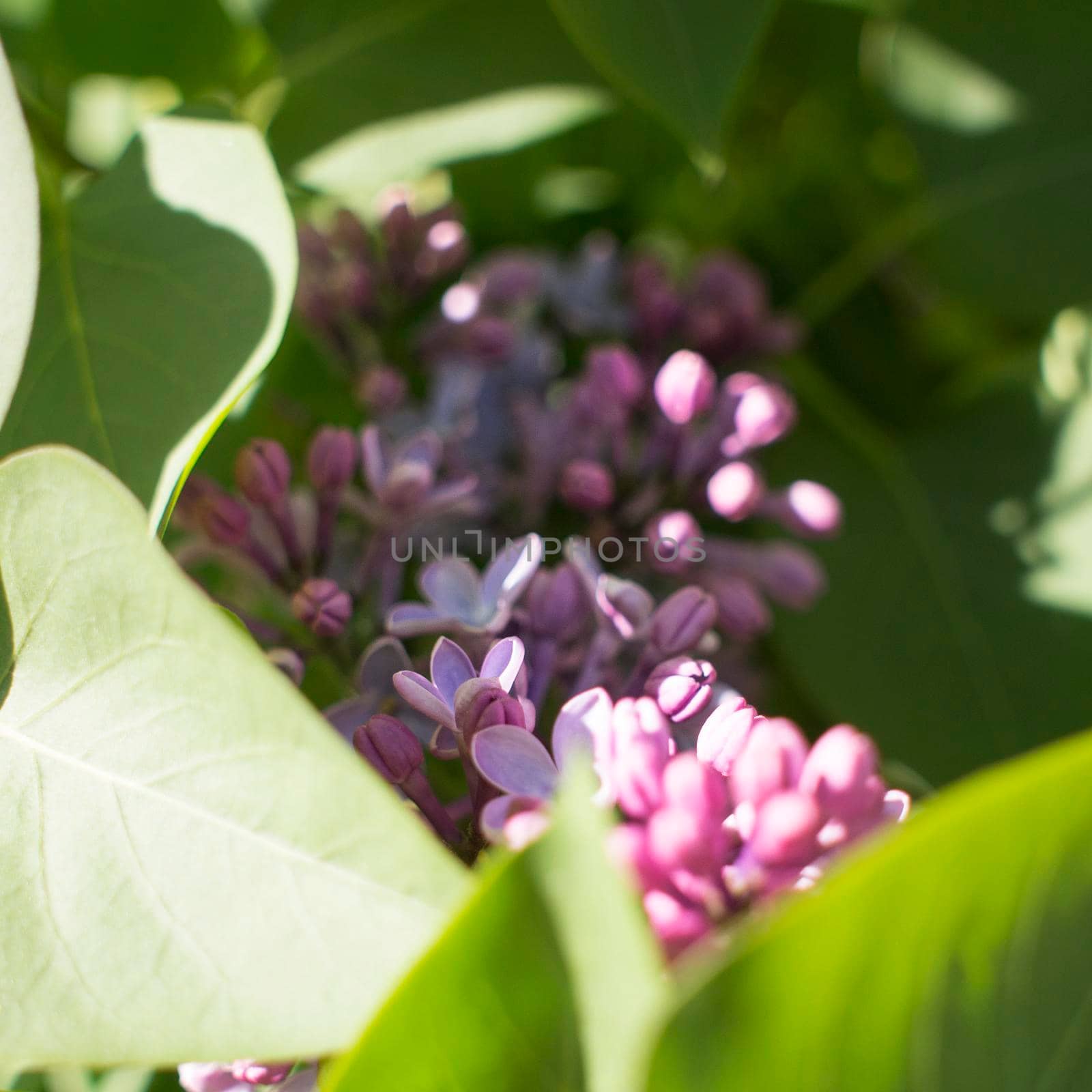 Flower background - lilac flowers in spring garden by kajasja