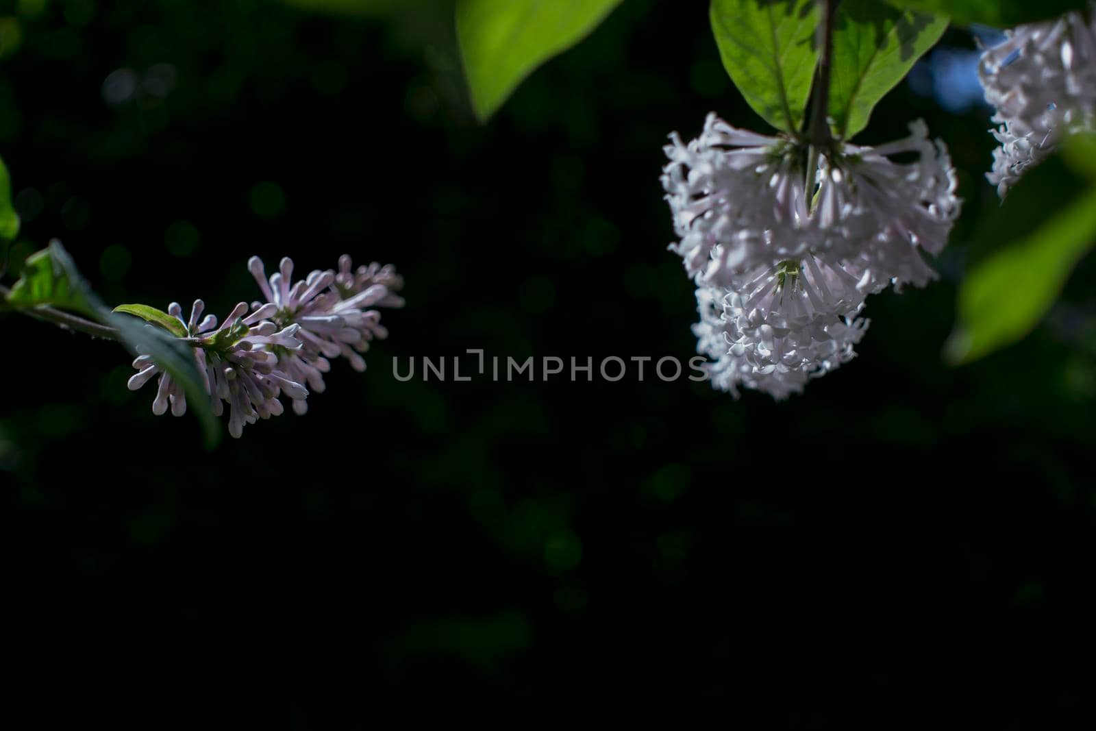 Flower background - lilac flowers in spring garden by kajasja