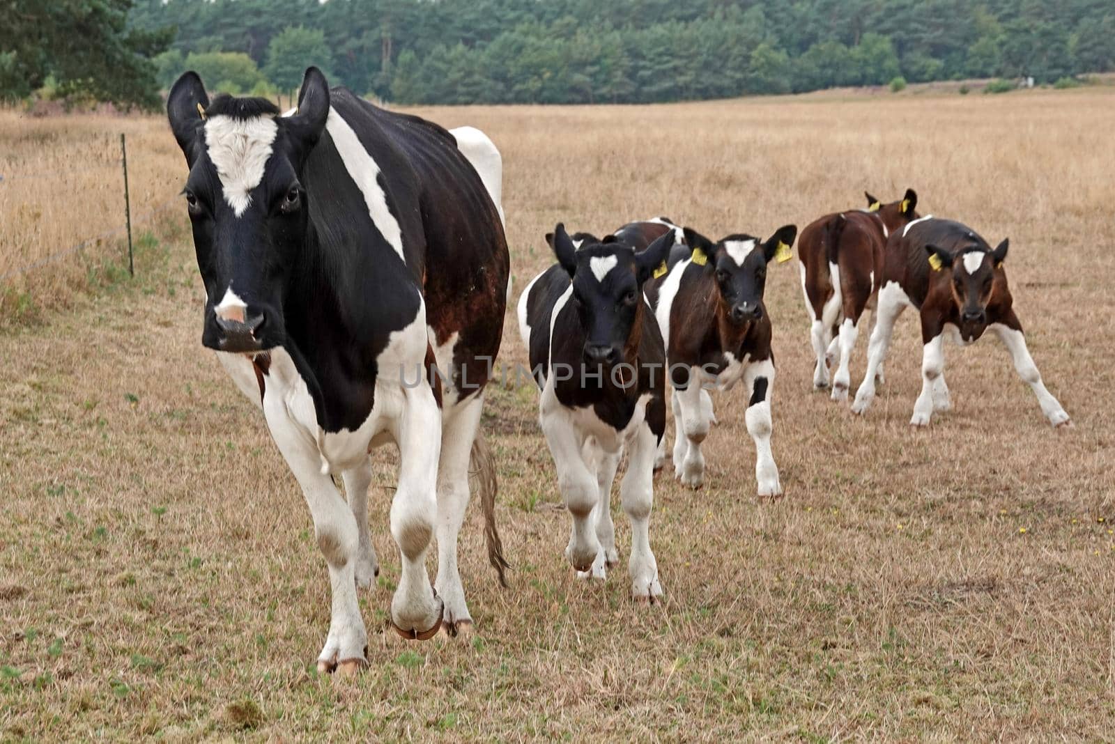 A running Holstein-Frisian cow. A lot of calves are behind here. In this meadow the calves are raised together with their mothers. The grass is very dry. It has hardly rained in this environment