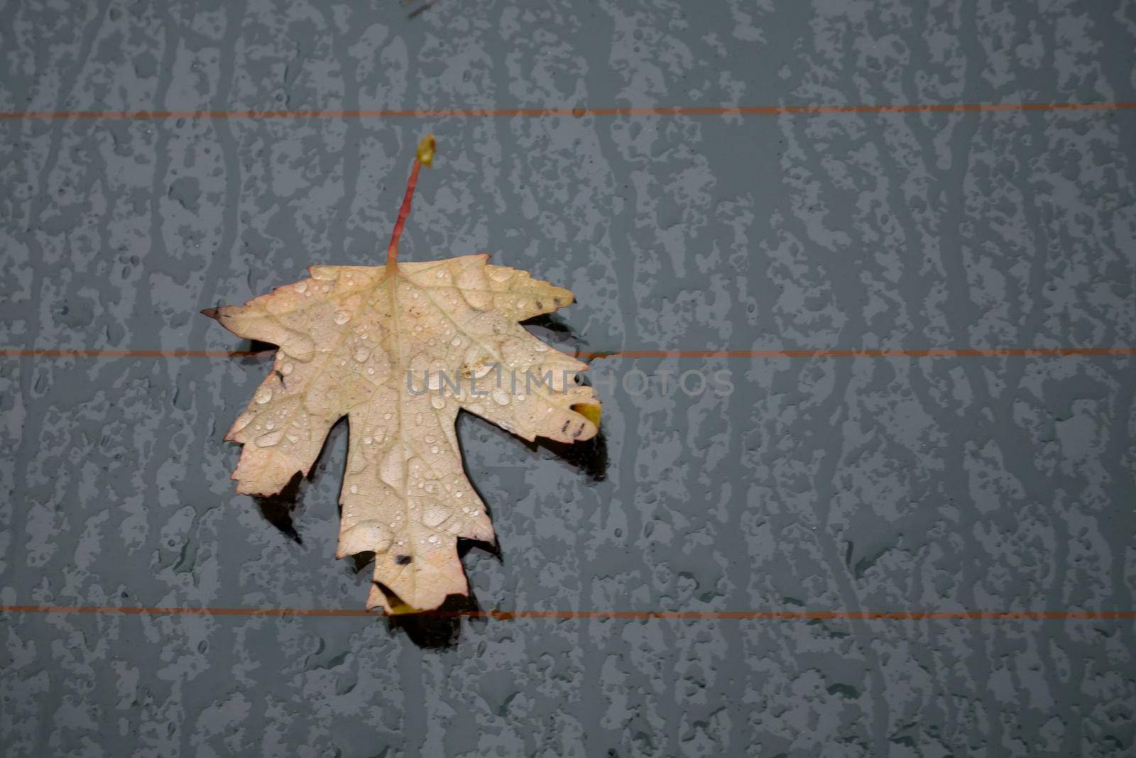 Autumn marple leaf on rainy gray surface by zebra