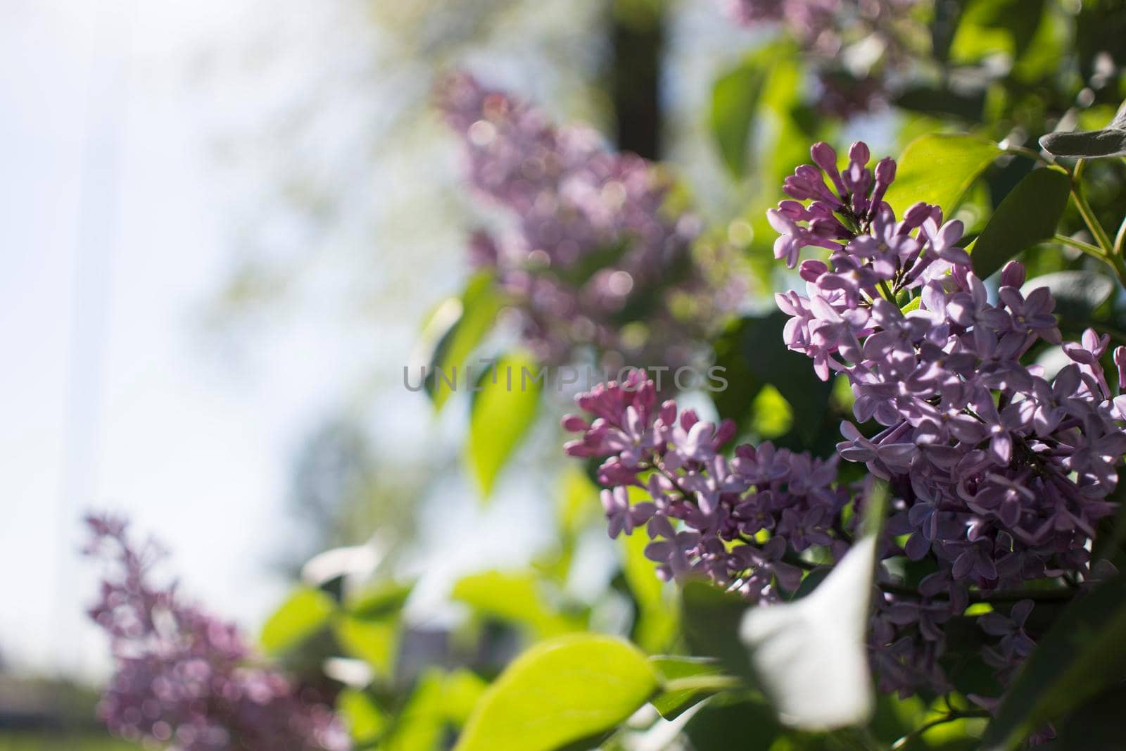 Flower background - lilac flowers in spring garden by kajasja