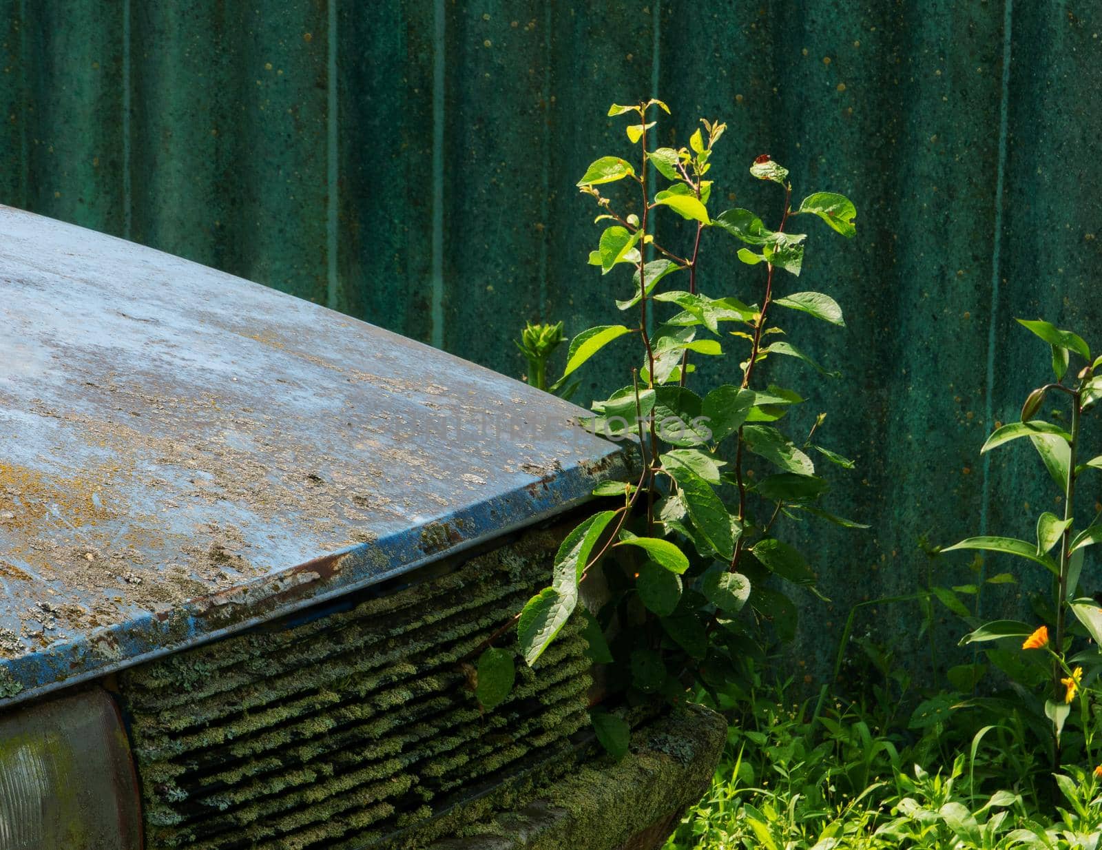 Rusty old passenger car with growing plants from the hood. by gelog67