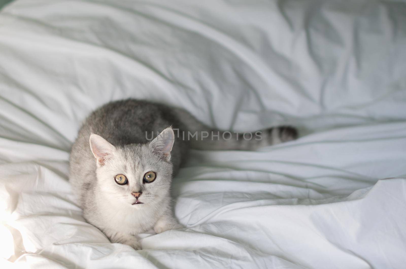 Cute tabby Scottish short hair silver kitten, Funny adorable pets cats by KaterinaDalemans