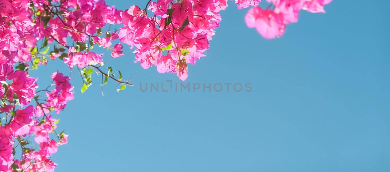 Pink flowers and blue sunny sky - floral background, spring holidays and womens day concept. Living life in bloom