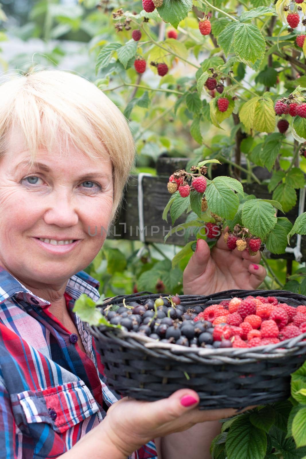 middle-aged blonde woman picks ripe raspberries in a basket, summer harvest of berries and fruits, sweet vitamins all year round. High quality photo