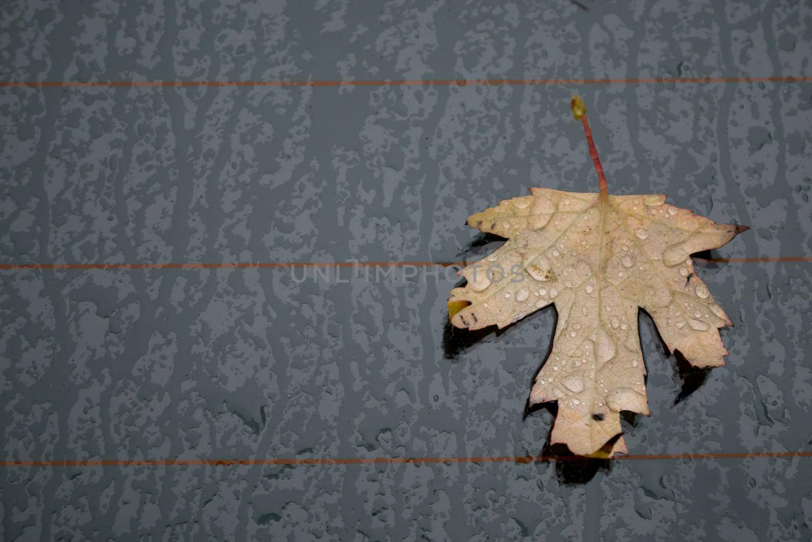 Autumn marple leaf on rainy gray surface by zebra