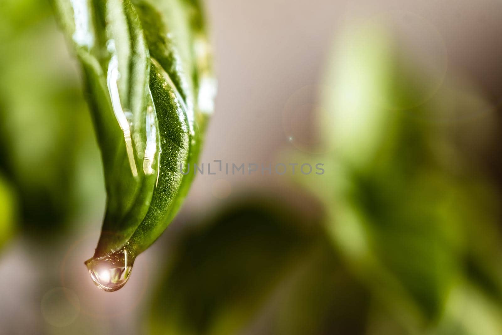 A water drops on green leaves with green background