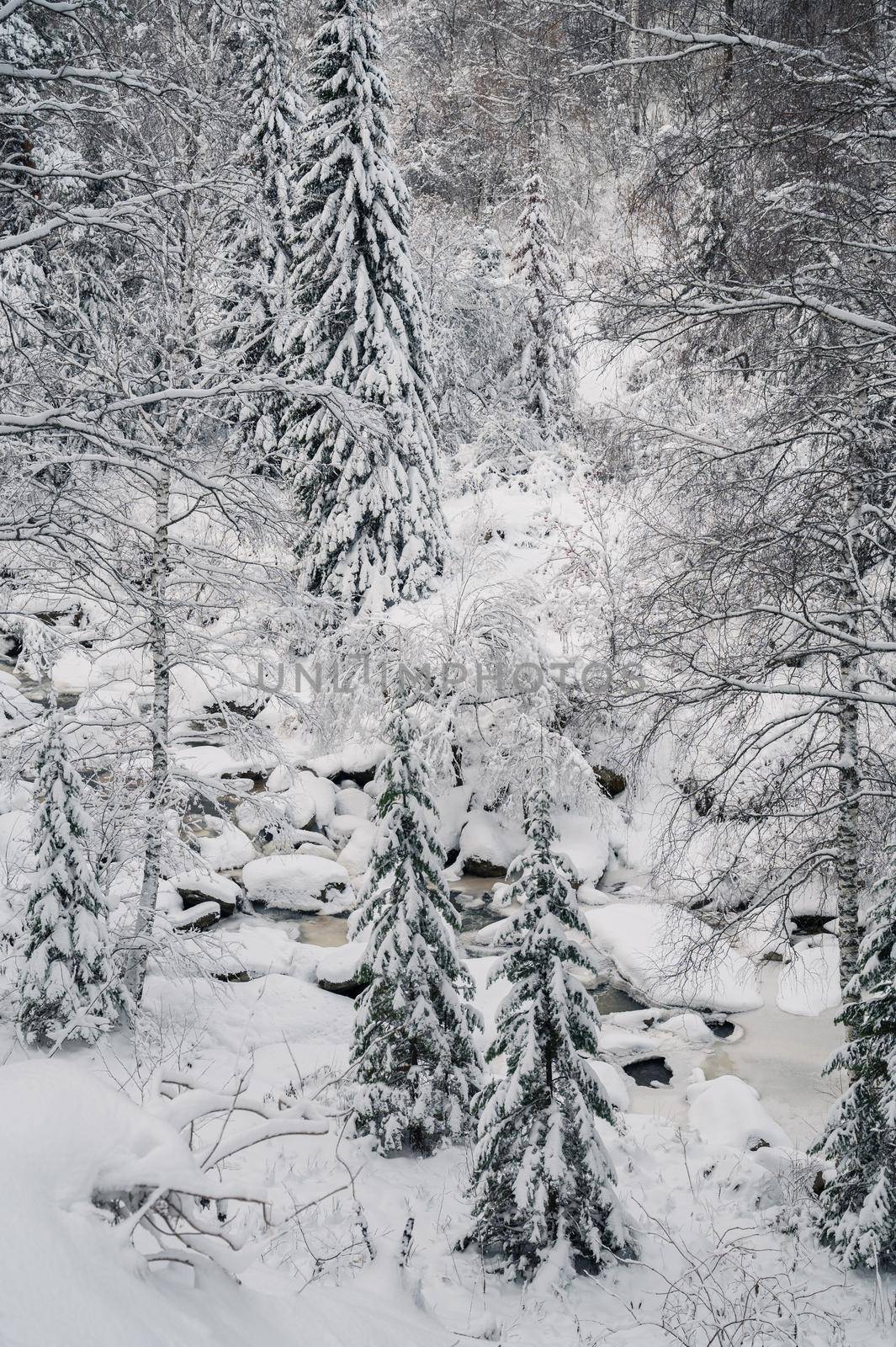Winter landscape with fair trees under the snow.
