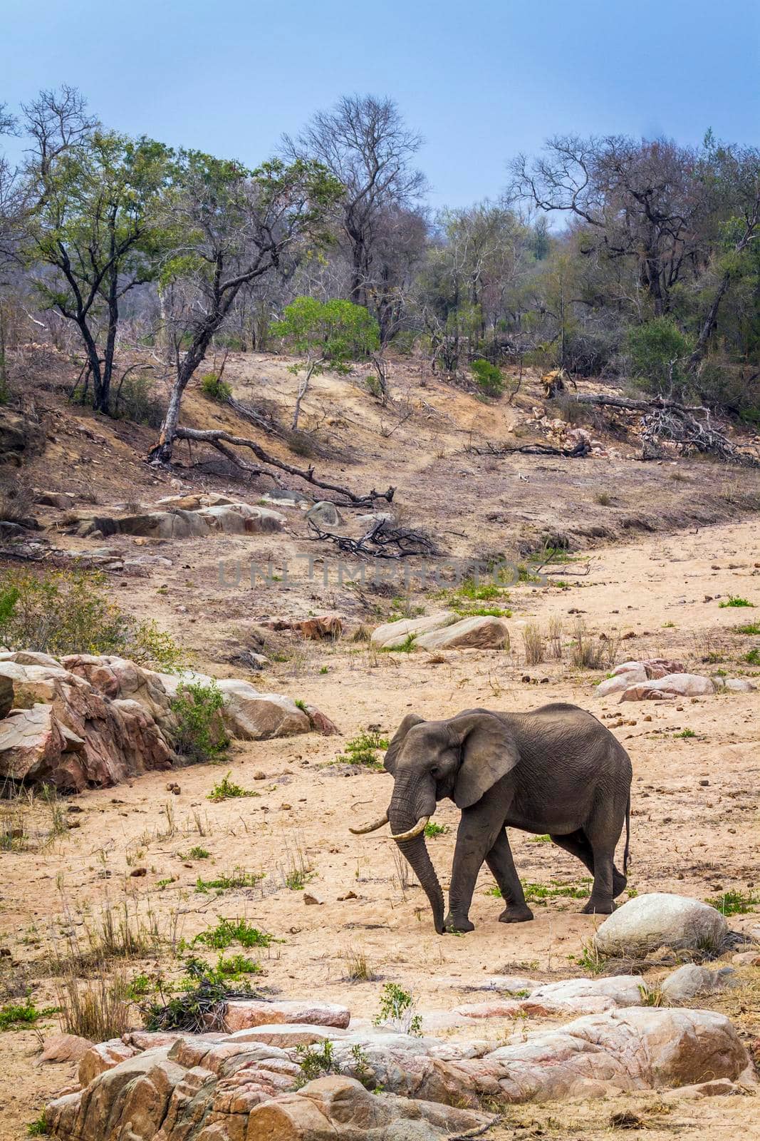 in Kruger National park, South Africa by PACOCOMO