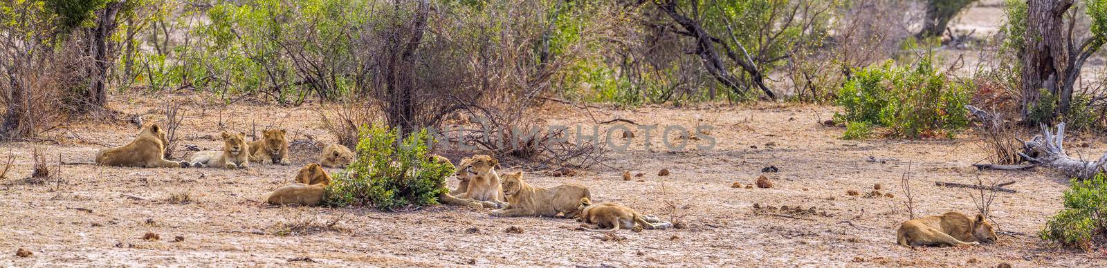 Specie Panthera leo family of Felidae