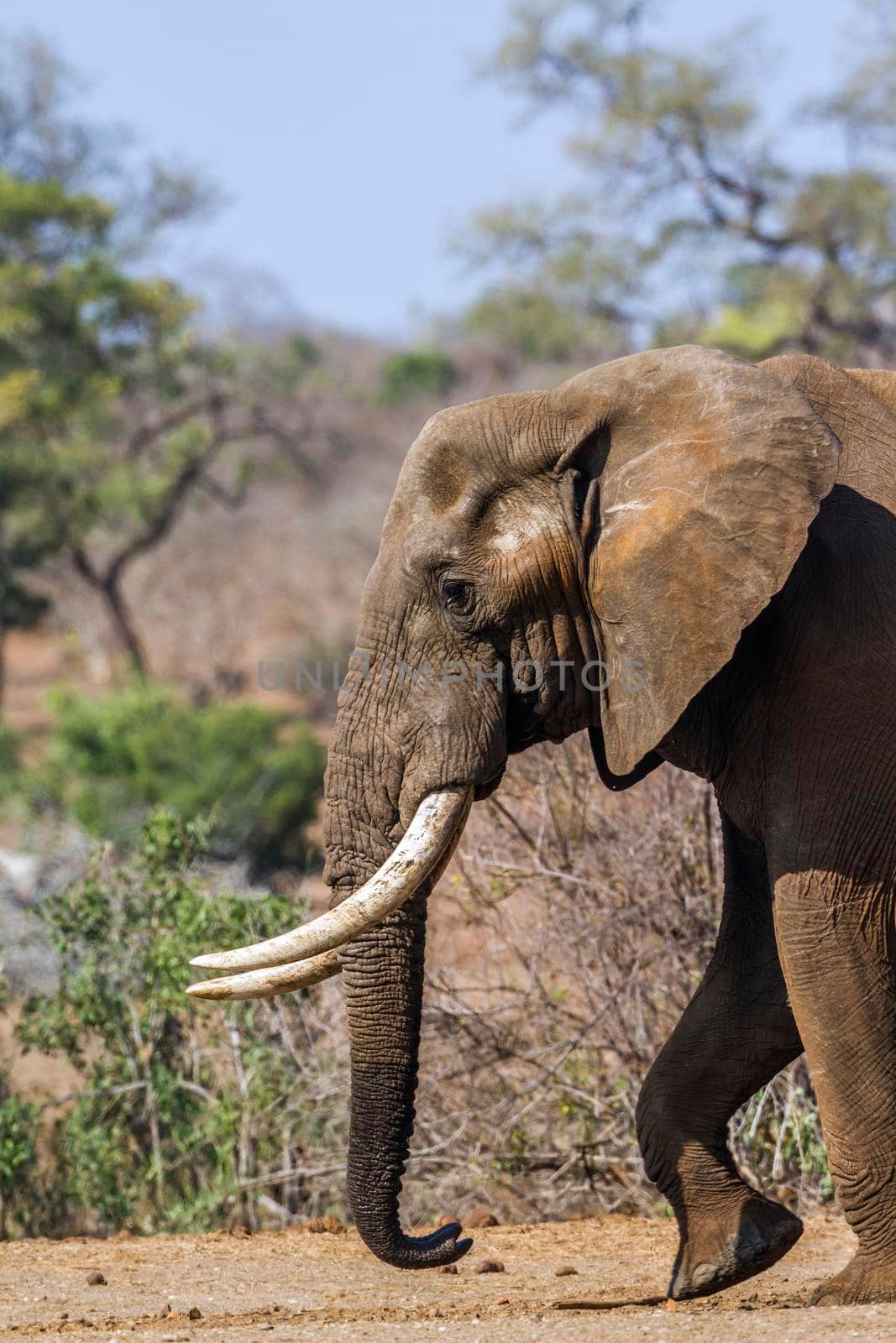 African bush elephant in Kruger National park, South Africa by PACOCOMO