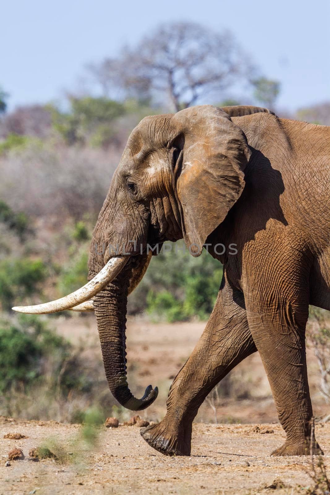 Specie Loxodonta africana family of Elephantidae